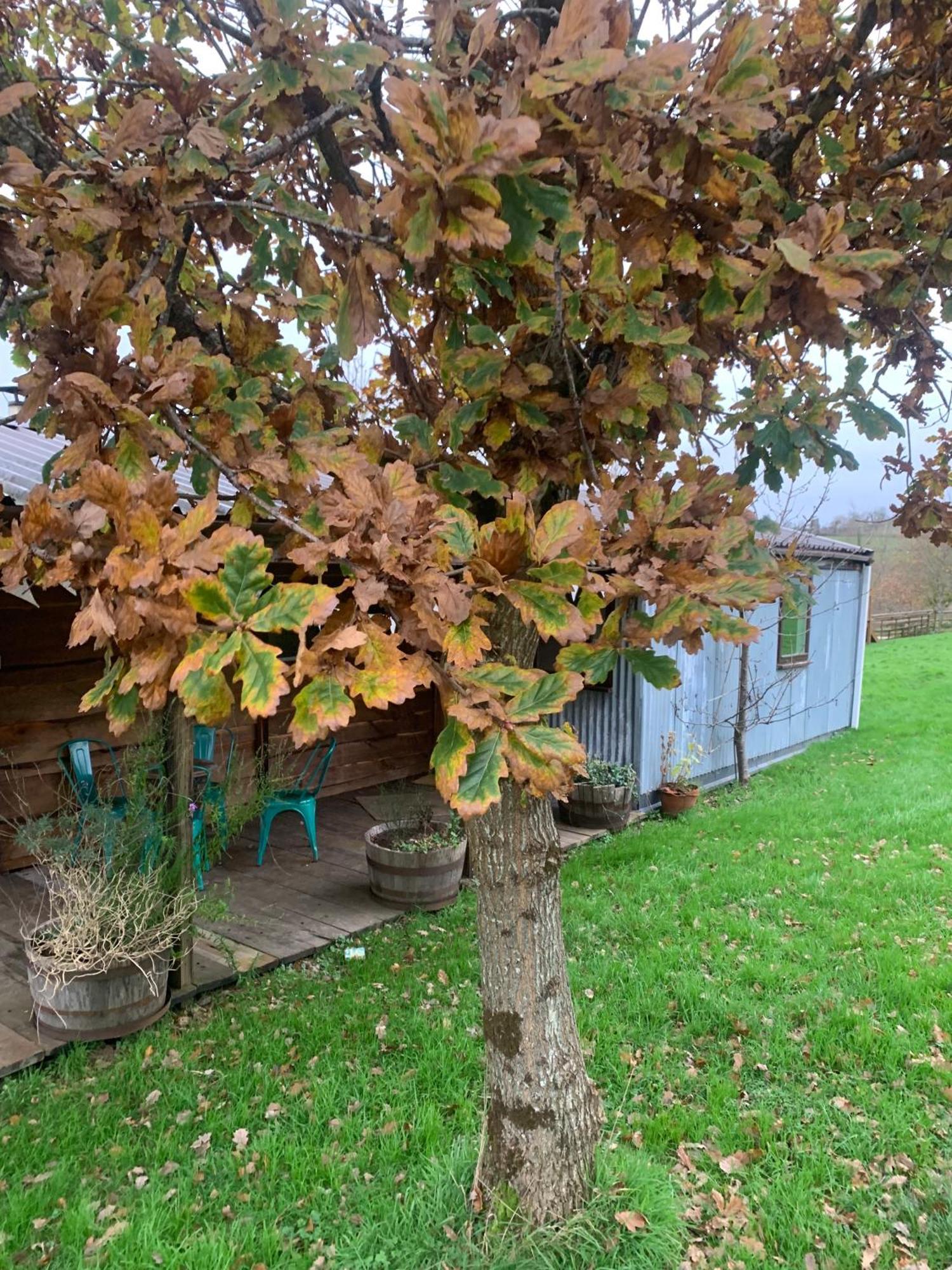 Ceridwen Glamping, Double Decker Bus And Yurts Otel Llandysul Dış mekan fotoğraf
