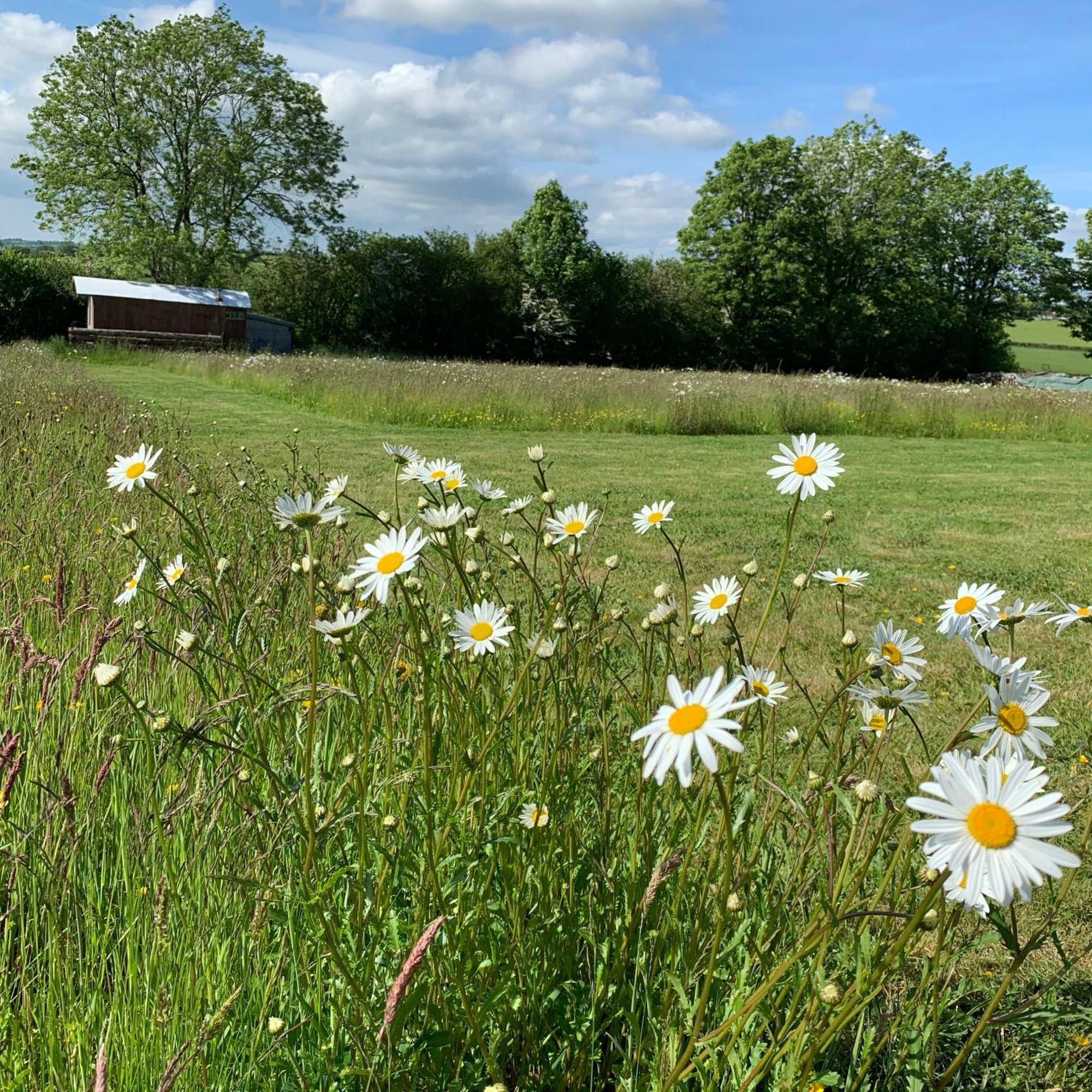 Ceridwen Glamping, Double Decker Bus And Yurts Otel Llandysul Dış mekan fotoğraf